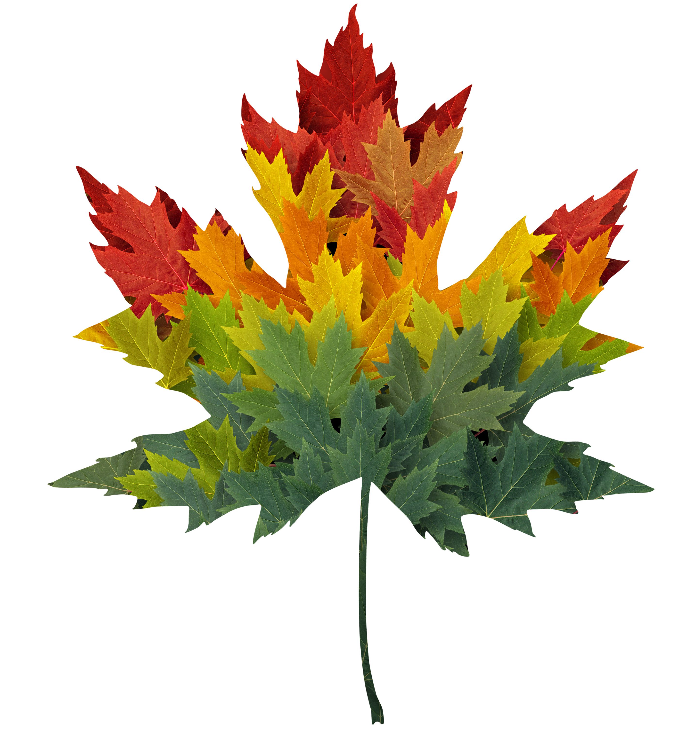 Laura's Leadership Portfolio